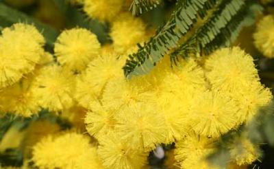 Mimosa en Provence