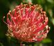 protea