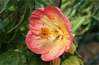 Fleurs, Arbustes, cact&eacute;es et succulentes  par l'image
