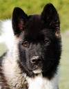 Emiko mon akita americain