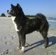 L'akita inu