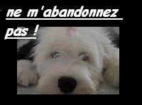 Carte virtuelle ami-animaux