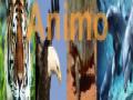 AnimO