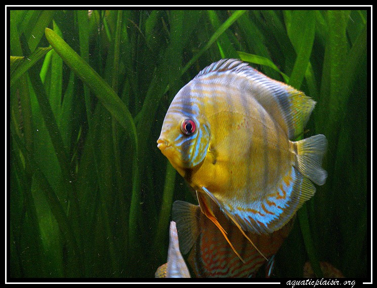 discus vert de t�f�
