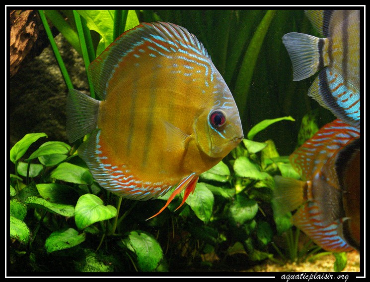 discus sauvage brun nhamunda