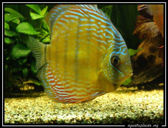 discus brun nhamunda semi royal