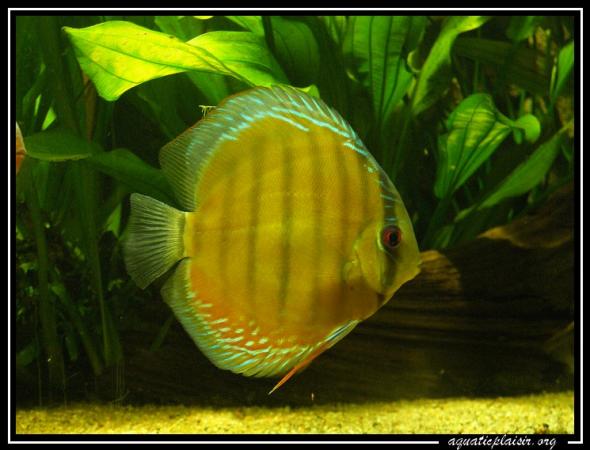 Discus nhamunda