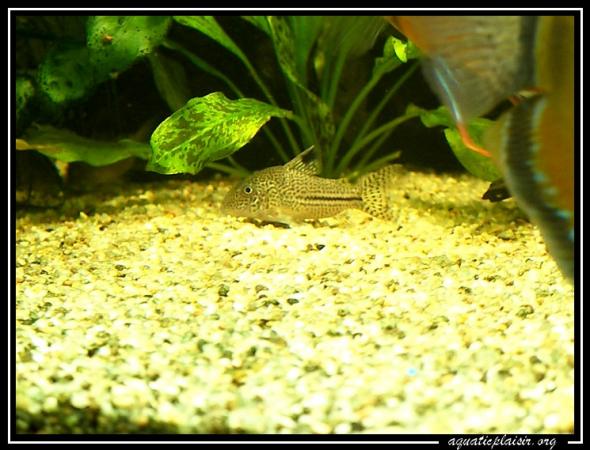 Corydoras julii sauvage