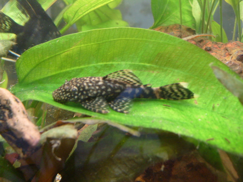 ancistrus femelle 2