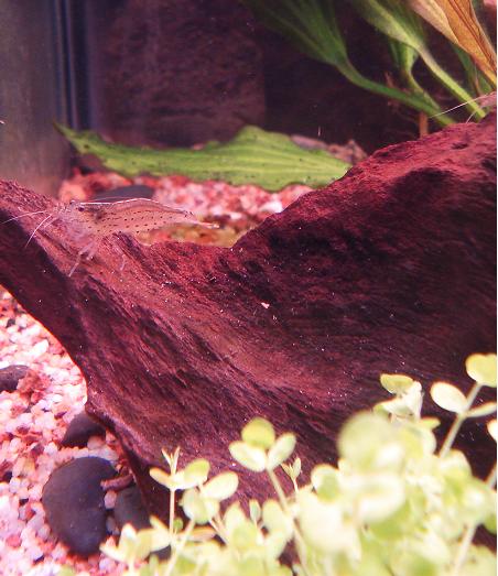 Japonica caridina