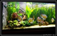 photo de groupe de discus