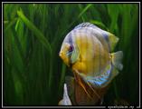 discus vert de t�f�