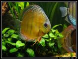 discus sauvage brun nhamunda