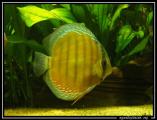 Discus nhamunda