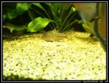 Corydoras julii sauvage