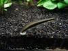 crossocheilus siamensis