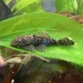 ancistrus femelle 2