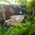 Gourami