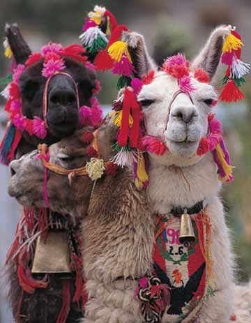 lamas