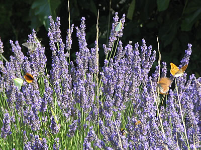 Parfum de Provence