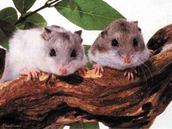 hamsters[3].jpg