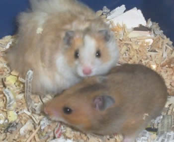 hamsters[1].jpg