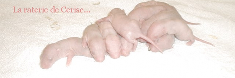 La raterie de Cerise