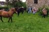 randonn&eacute;es &agrave; cheval