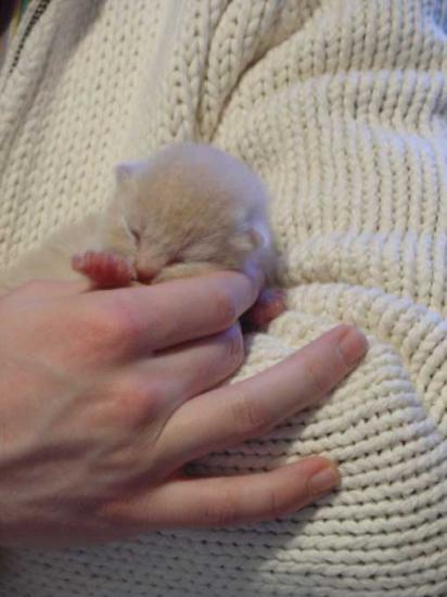 chaton crème 1 chaton crème 1