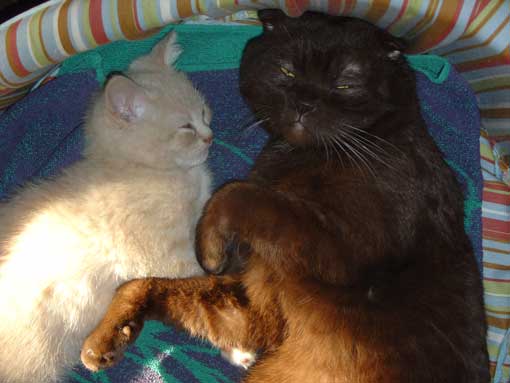 Ausone et C�zanne 1