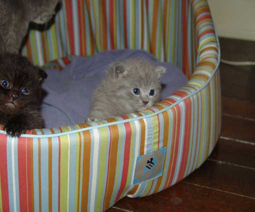 cayenne et chloé cayenne et chloé