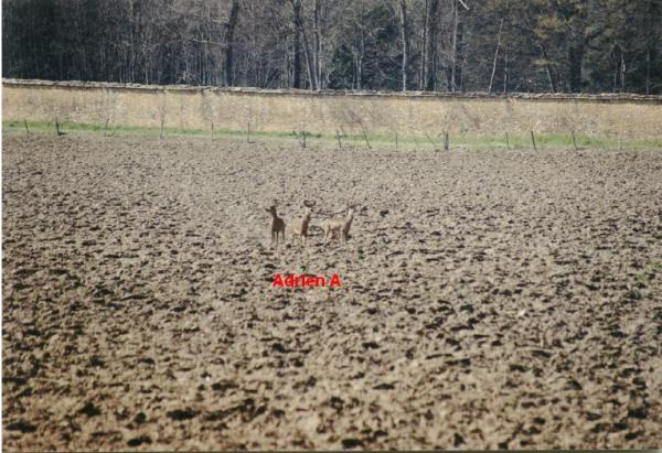 ma passion: les beagles