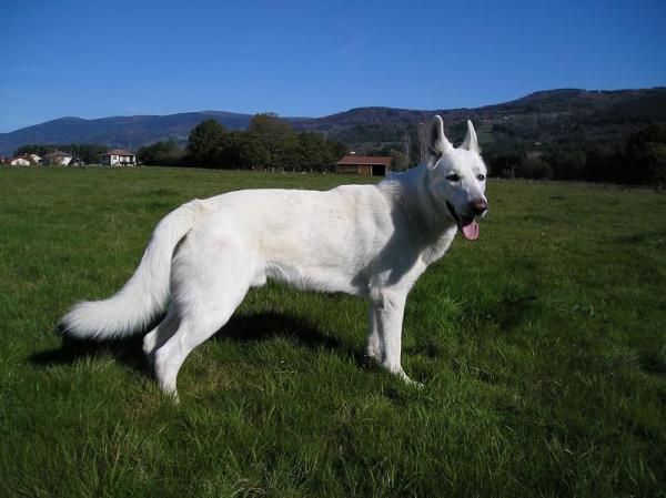 http://www.e-monsite.com/bergerblancsuisse/lbp5m8k8f7v3qq20kqd6.jpg