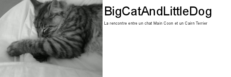 Les aventures d'un chat Main Coon et de son ami Cairn terrier