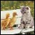 nos animaux familier