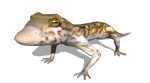 Elevez son Pogona