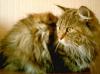 Album par d�faut