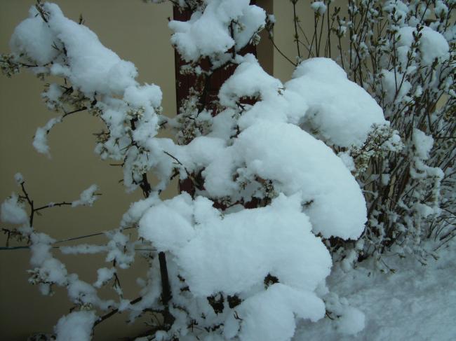 Poirier sous la neige