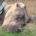 Album par d�faut