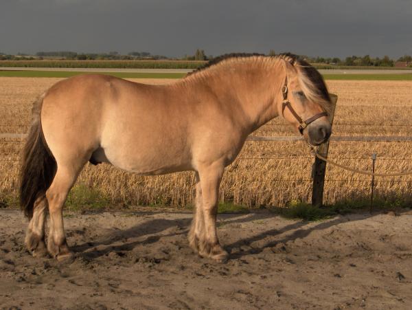 Ecurie du poney fjord