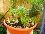 plantes exotiques