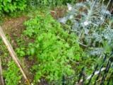 JARDINAGE