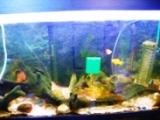 L'AQUARIOPHILIE