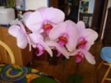LES ORCHIDEES
