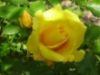 ROSE JAUNE