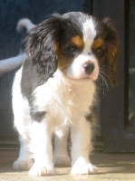  Le Cavalier King Charles,formidable compagnon!