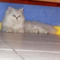 Album par d�faut