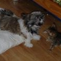 Amis animaux chez Chatihopolies