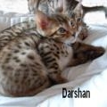 Nos chatons chez Chatdihopolies