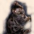 Bengal